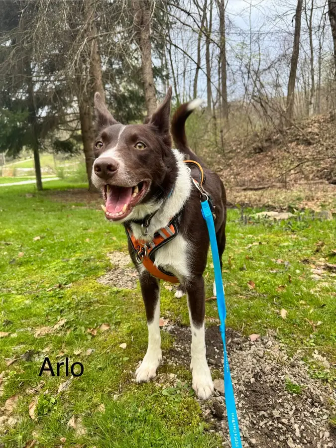 Arlo, a brown and white pup, smiling in the yard