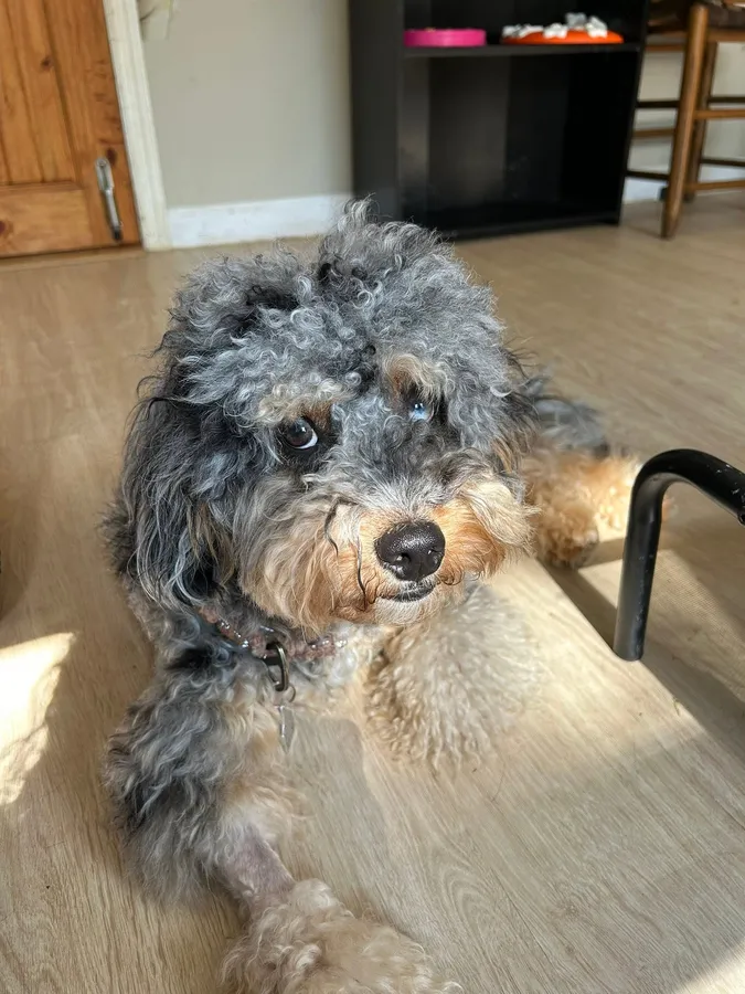 A gray and tan doodle lounging on the floor
