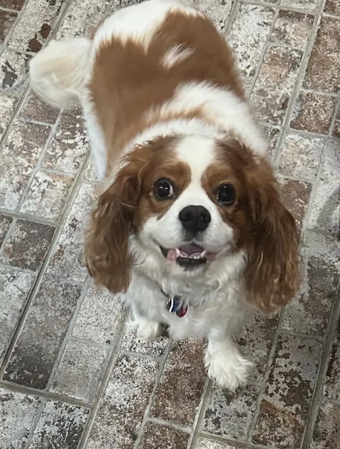 A Cavalier King Charles Spaniel looking up with a happy face