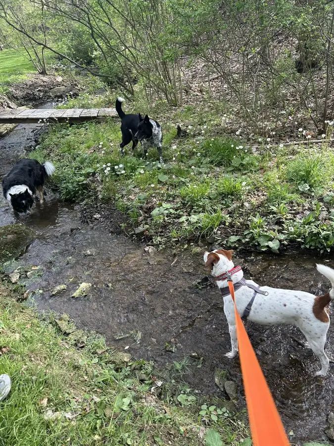 Pups on a walk along the creek