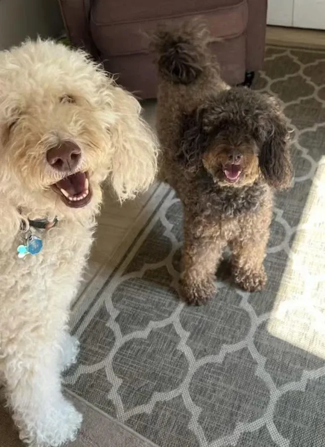 Two doodle friends smiling side by side