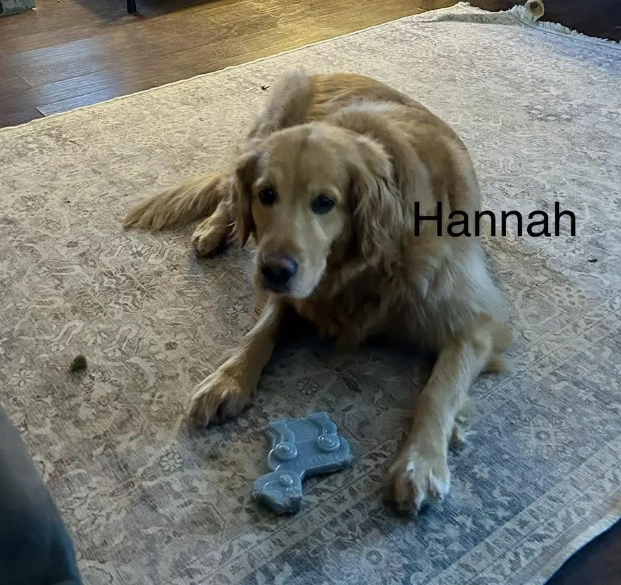 Hannah, a golden retriever, relaxing with a toy