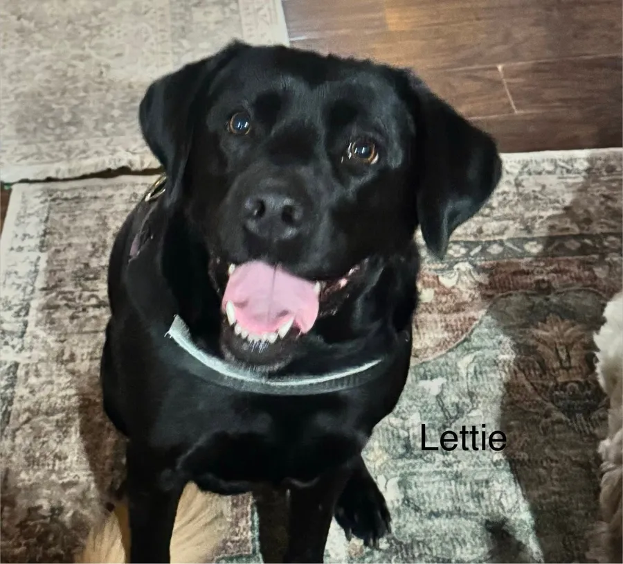 Lettie, a black Lab, smiling up at the camera
