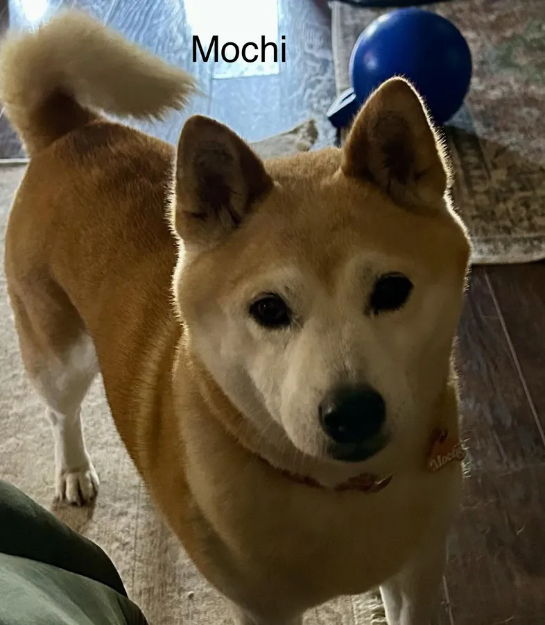 Mochi, a Shiba Inu, posing for the camera