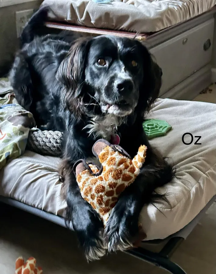 Oz cuddling a giraffe toy on a dog bed