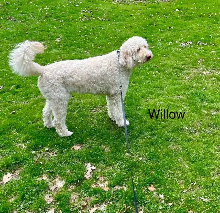 Willow, a white doodle, in the grass