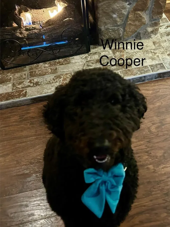 Winnie Cooper, a black doodle wearing a blue bow