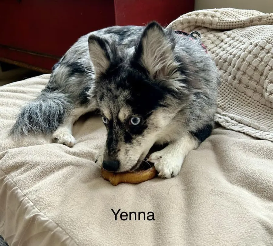 Yenna, a fluffy pup, chewing a treat on a blanket