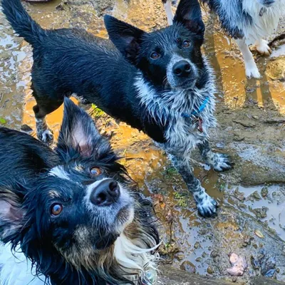 Two border collies on a walk in the creek