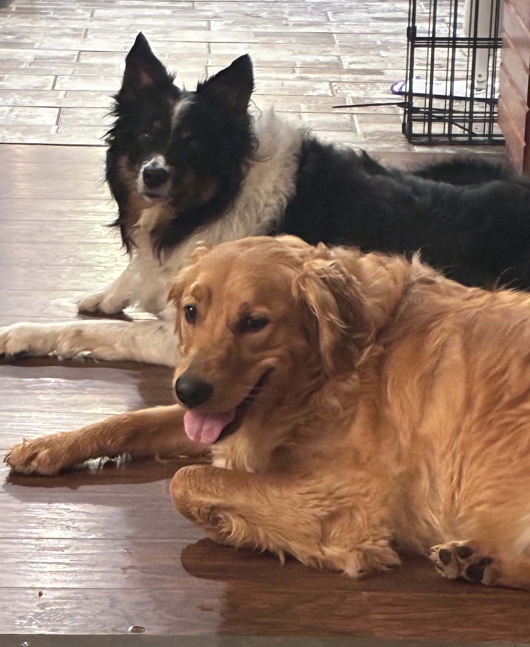 A border collie and a golden retriever relaxing together at ReNae’s