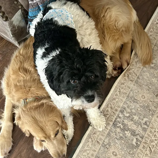 Two pups cuddled up together